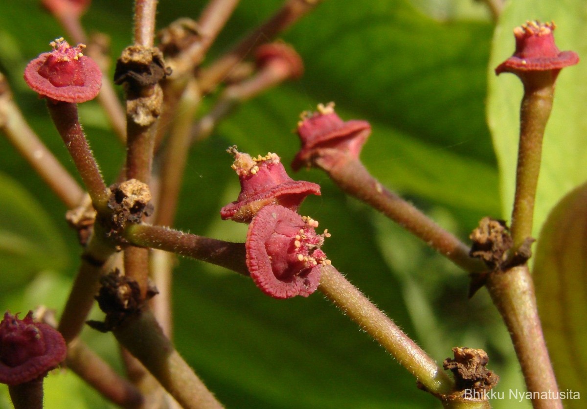 Euphorbia umbellata (Pax) Bruyns